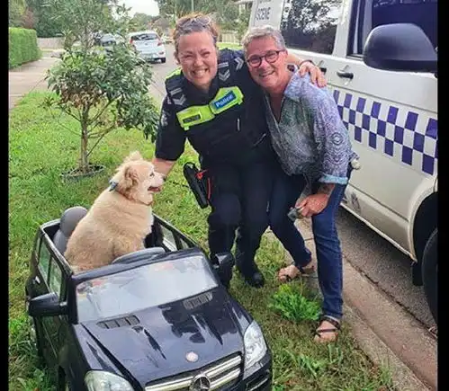 警察拦截了一辆狗狗开的小汽车,它一脸无辜表情别抓我好不好