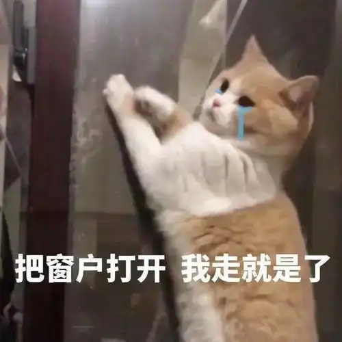  猫猫表情包大合集,一整周都不用打字啦
