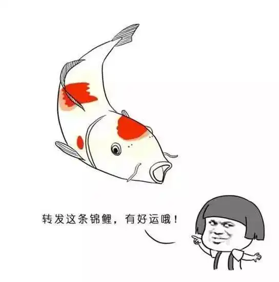  表情朋友圈疯狂刷屏的锦鲤是什么梗转发真的会有好运吗腾讯新闻表情