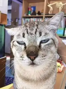 猫咪冲刺表情包抚摸