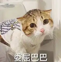 那些抛弃猫咪的借口,你做好对它负责的准备了么 那些抛弃猫咪的借口,你做好对它负责的准备了么