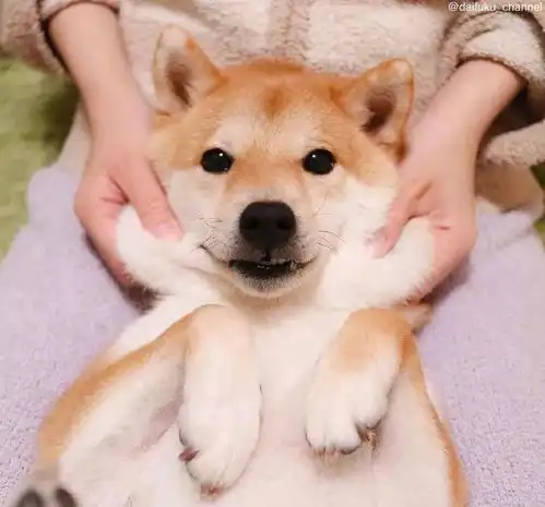  柴柴捏脸大法好,这松软q弹的手感一整天都被治愈了呢