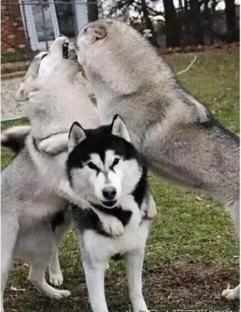  哈士奇打架,基本上是输了架却赢了表情,和柴犬打最有看头
