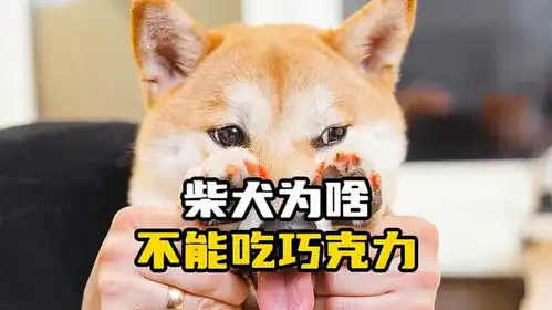  柴犬为啥不能吃巧克力不知道,你就白养狗了