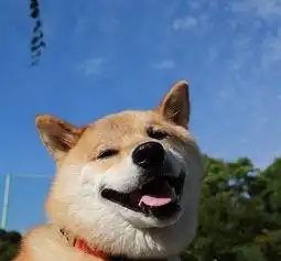  网上盛传一时的表情包狗狗濒临灭绝即将成为第二个大熊猫