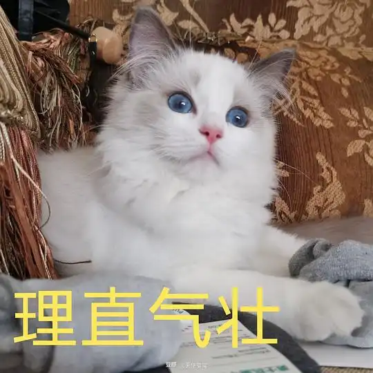  天使猫猫的相册可爱猫猫的奇怪表情包