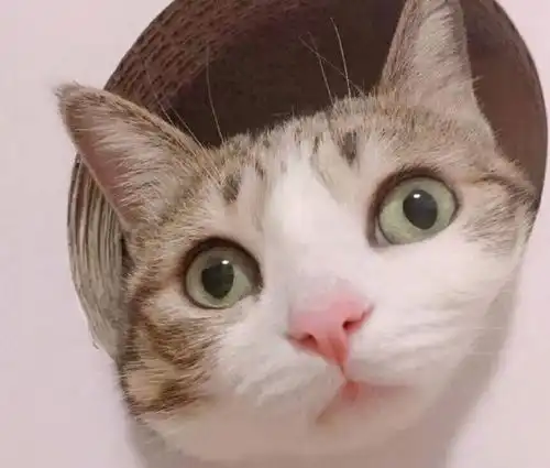 担心表情包猫咪在家