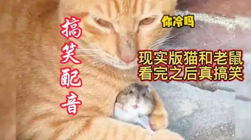 搞笑配音现实版猫和老鼠太逗了,看完真搞笑 搞笑配音现实版猫和老鼠太逗了,看完真搞笑